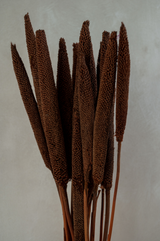 Millet Sticks Brown (Set of 10 stems)