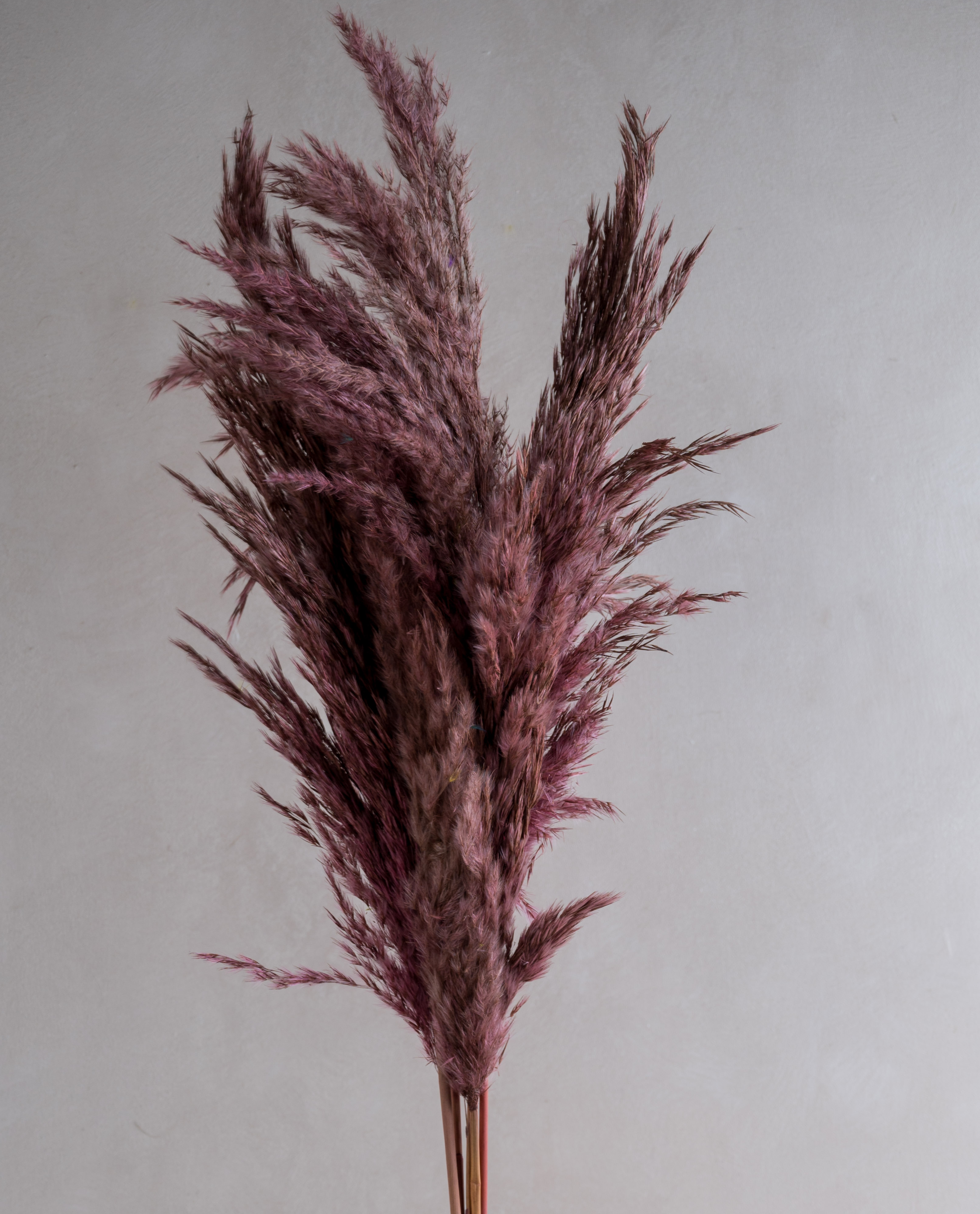 Pampas Purple (Set of 10 stems)