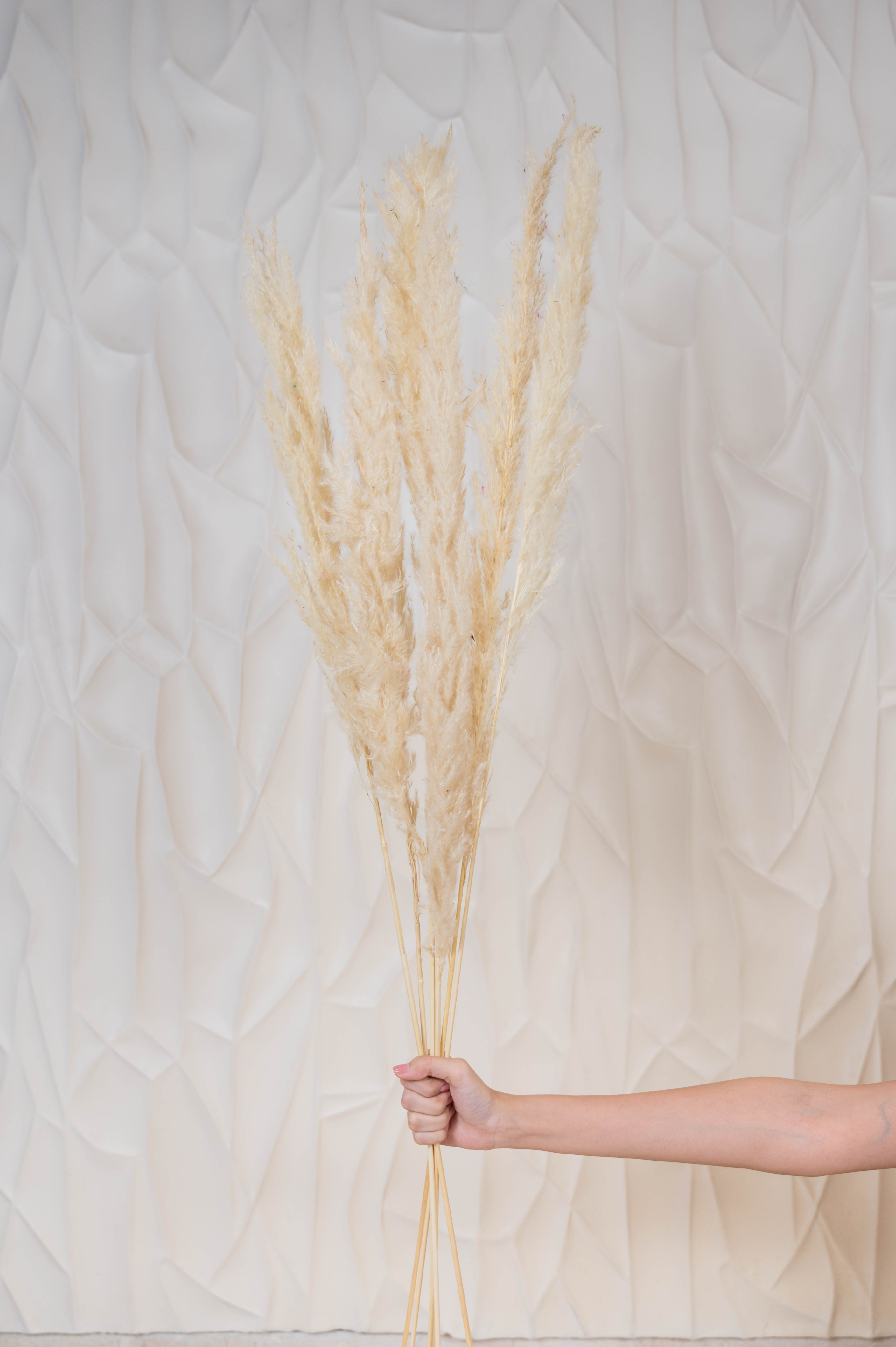 Pampas Cream (Set of 10 stems)