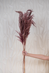 Pampas Purple (Set of 10 stems)