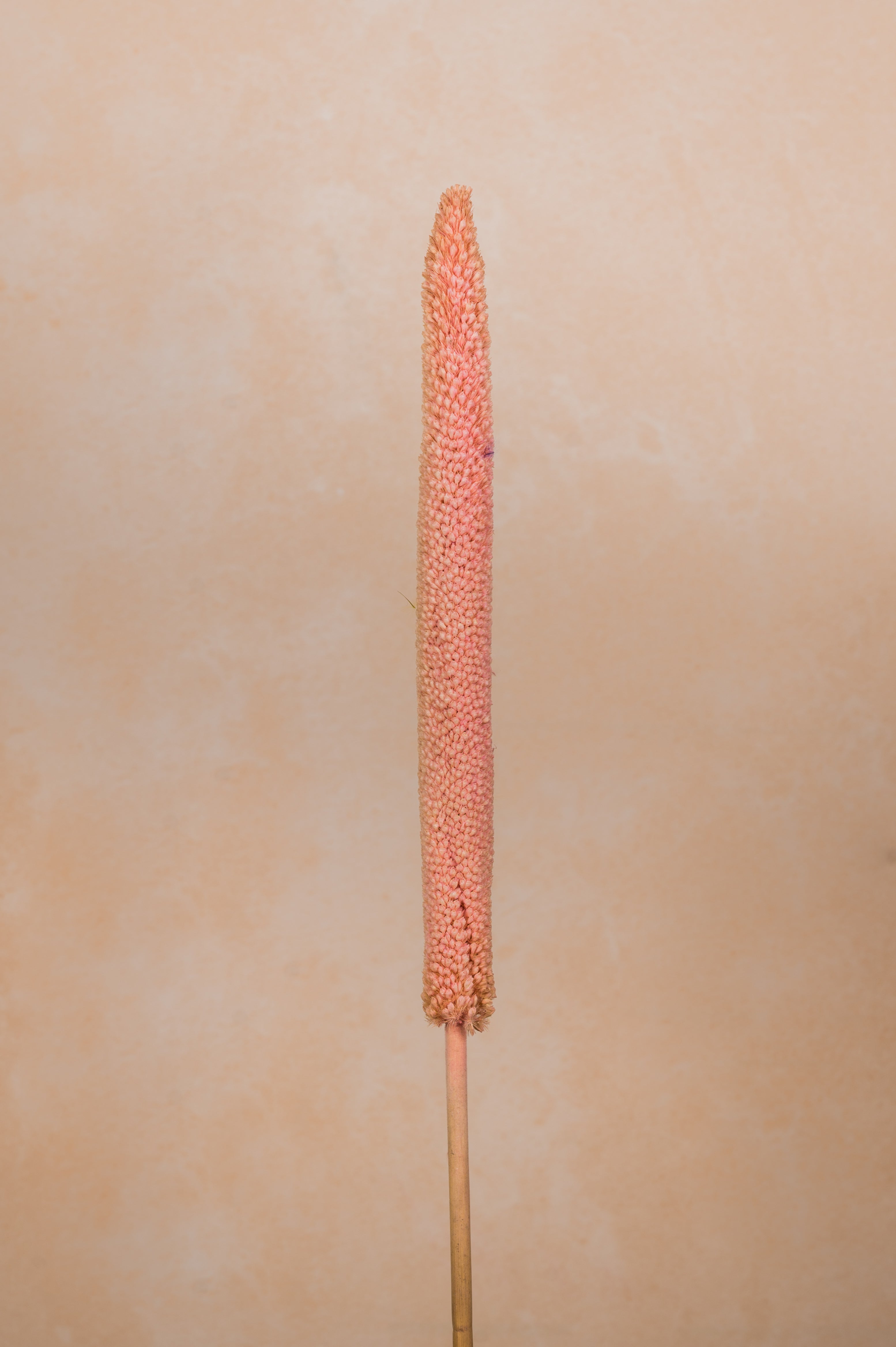 Millet Sticks Pink (Set of 10 stems)