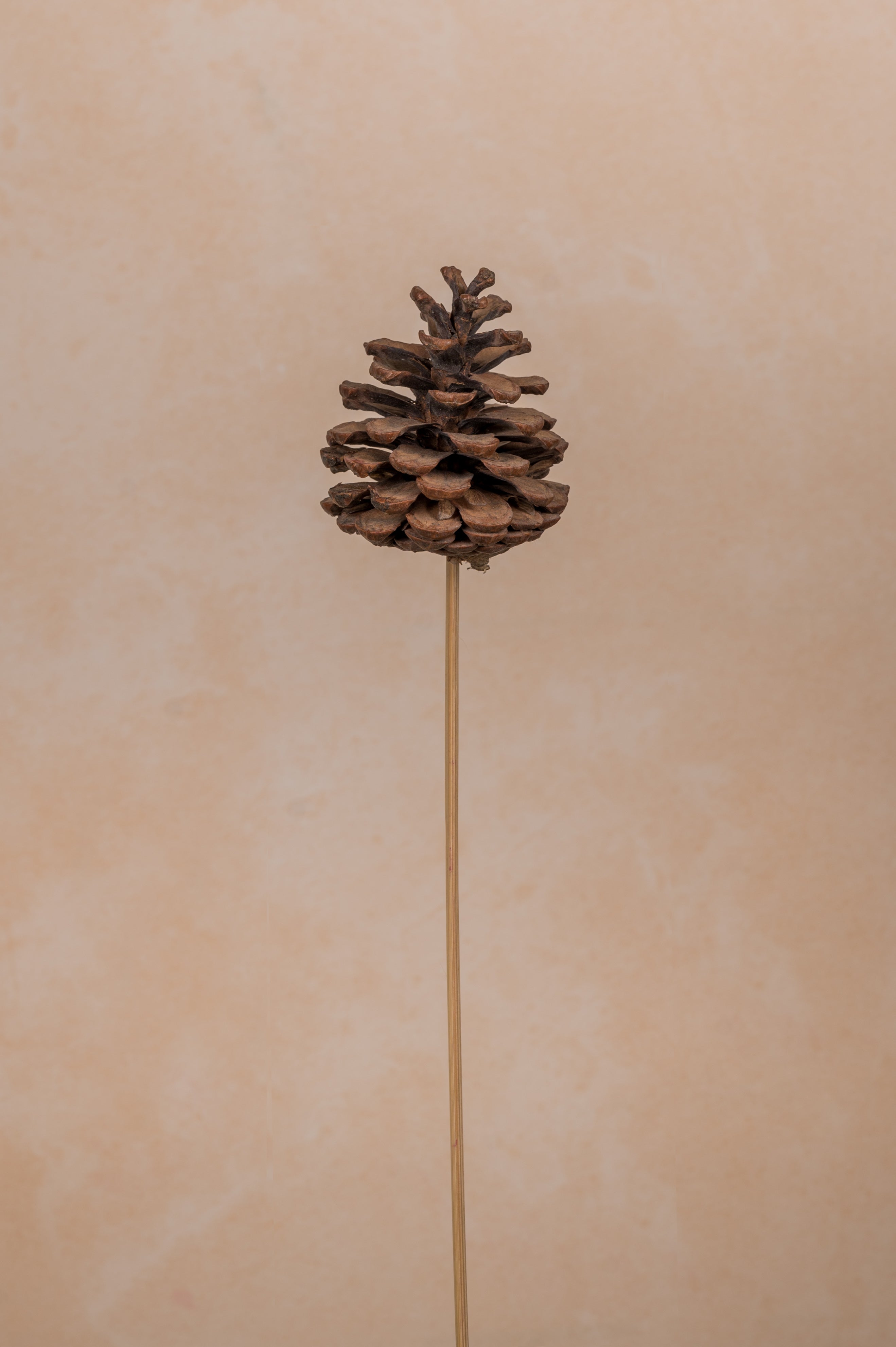 Pine Cone on Stem (Set of 10 stems)