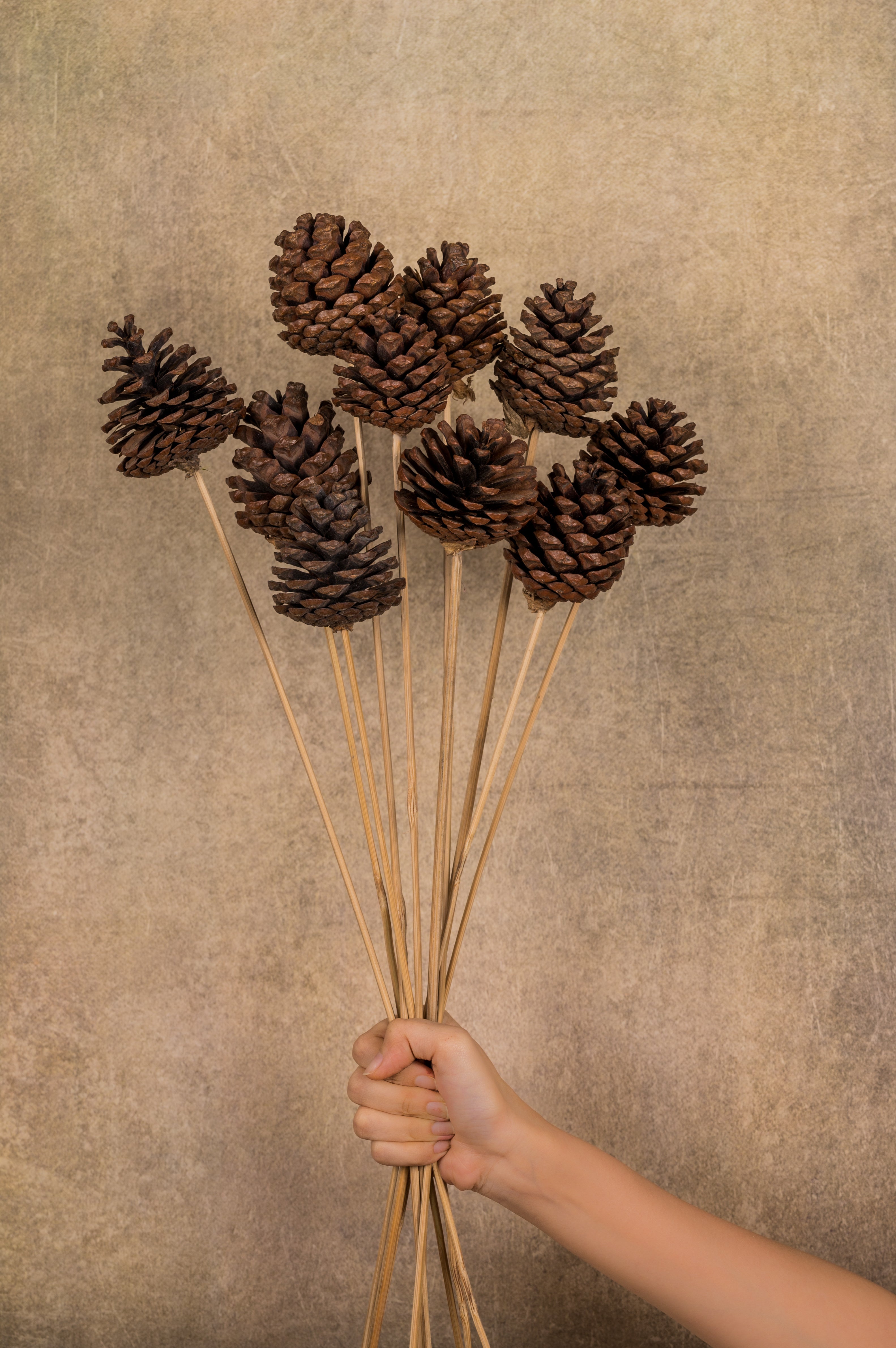 Pine Cone on Stem (Set of 10 stems)